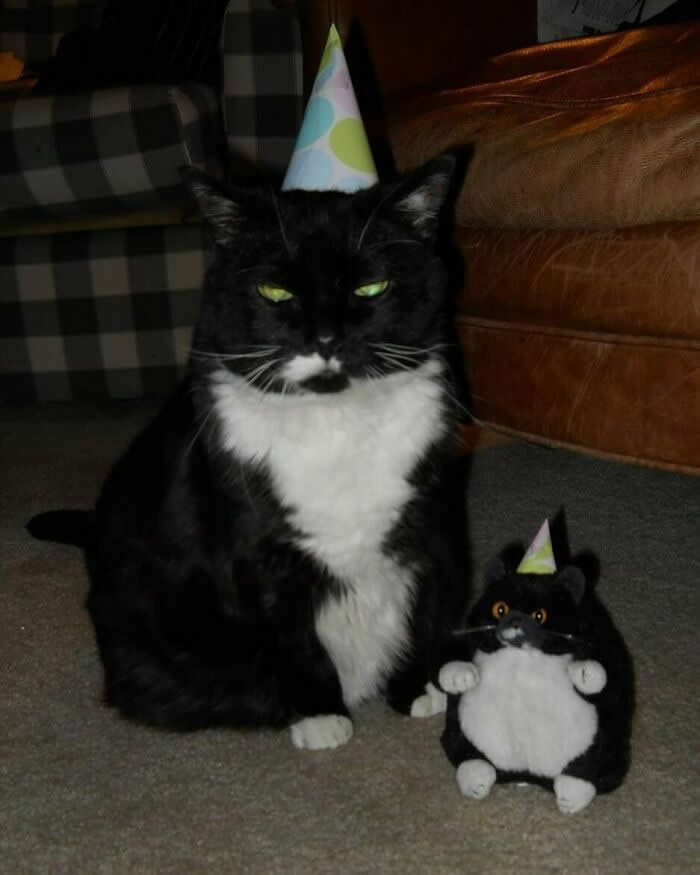 Hilarious Moments That Prove Cats Are Pure Chaos