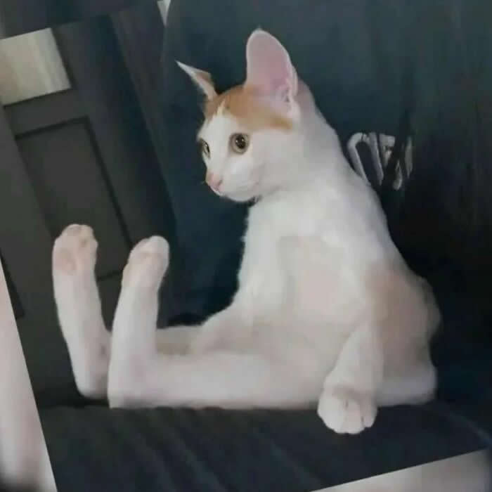 Hilarious Moments That Prove Cats Are Pure Chaos