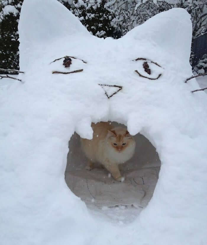 Hilarious Moments That Prove Cats Are Pure Chaos