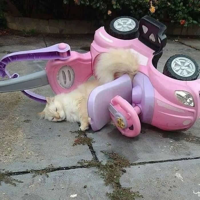 Hilarious Moments That Prove Cats Are Pure Chaos