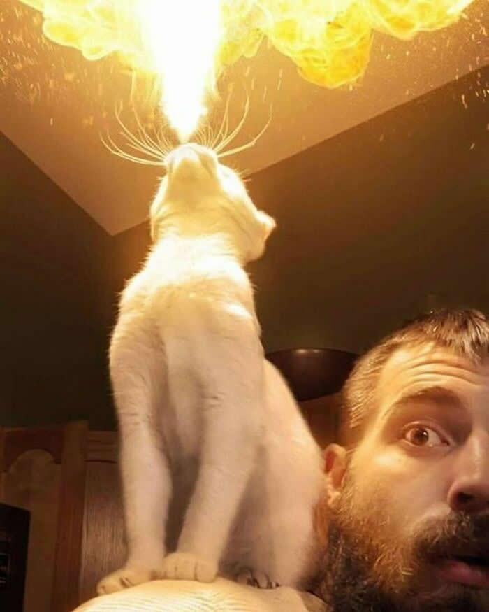 Hilarious Moments That Prove Cats Are Pure Chaos