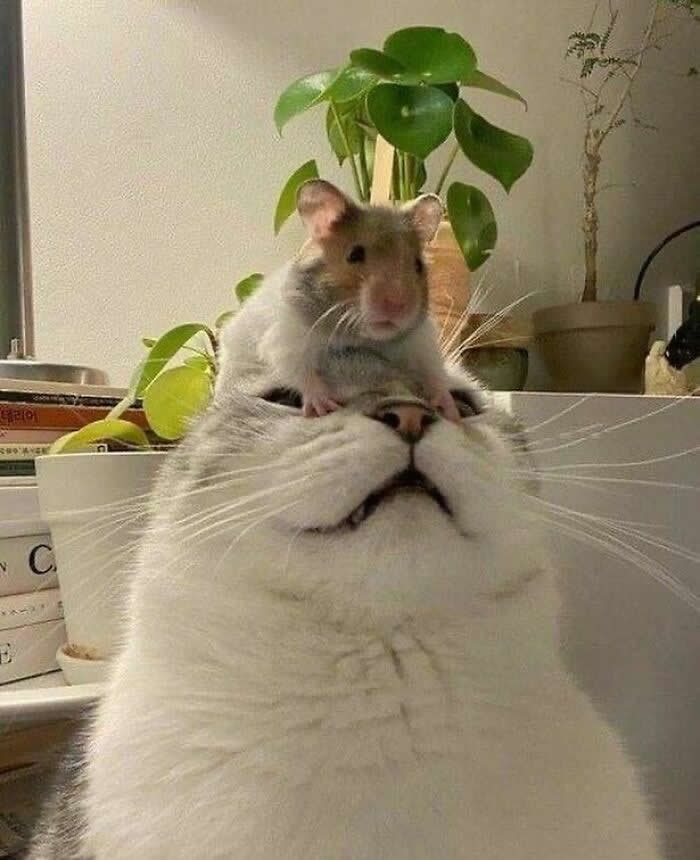 Hilarious Moments That Prove Cats Are Pure Chaos