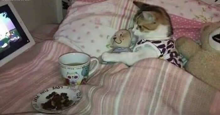 Hilarious Moments That Prove Cats Are Pure Chaos