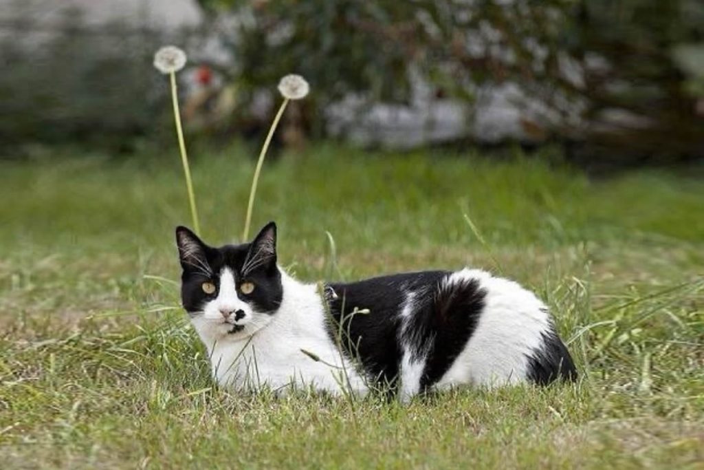 Hilarious Moments That Prove Cats Are Pure Chaos