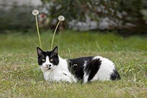 30 Hilarious Moments That Prove Cats Are Pure Chaos Wrapped in Fur and Whiskers