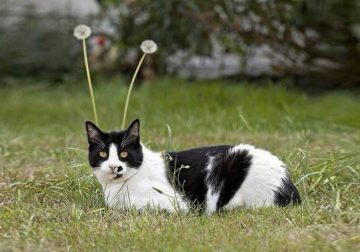 Hilarious Moments That Prove Cats Are Pure Chaos