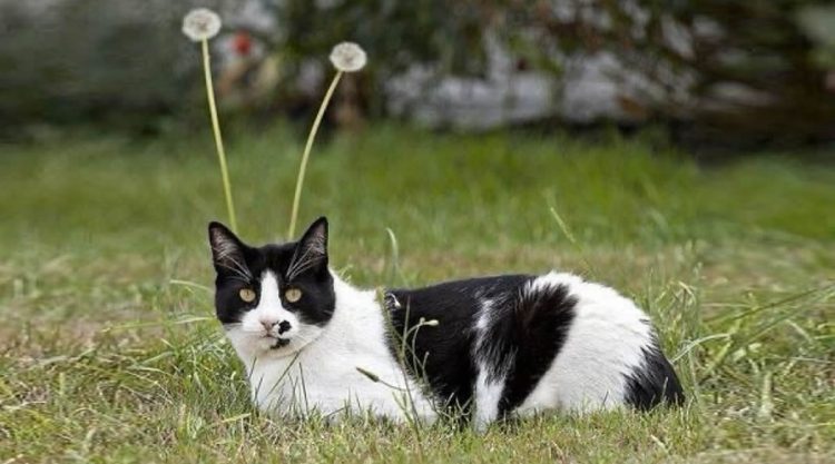 Hilarious Moments That Prove Cats Are Pure Chaos