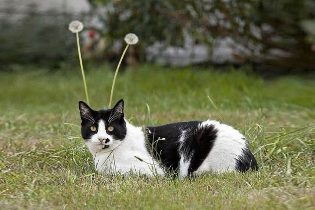 Hilarious Moments That Prove Cats Are Pure Chaos