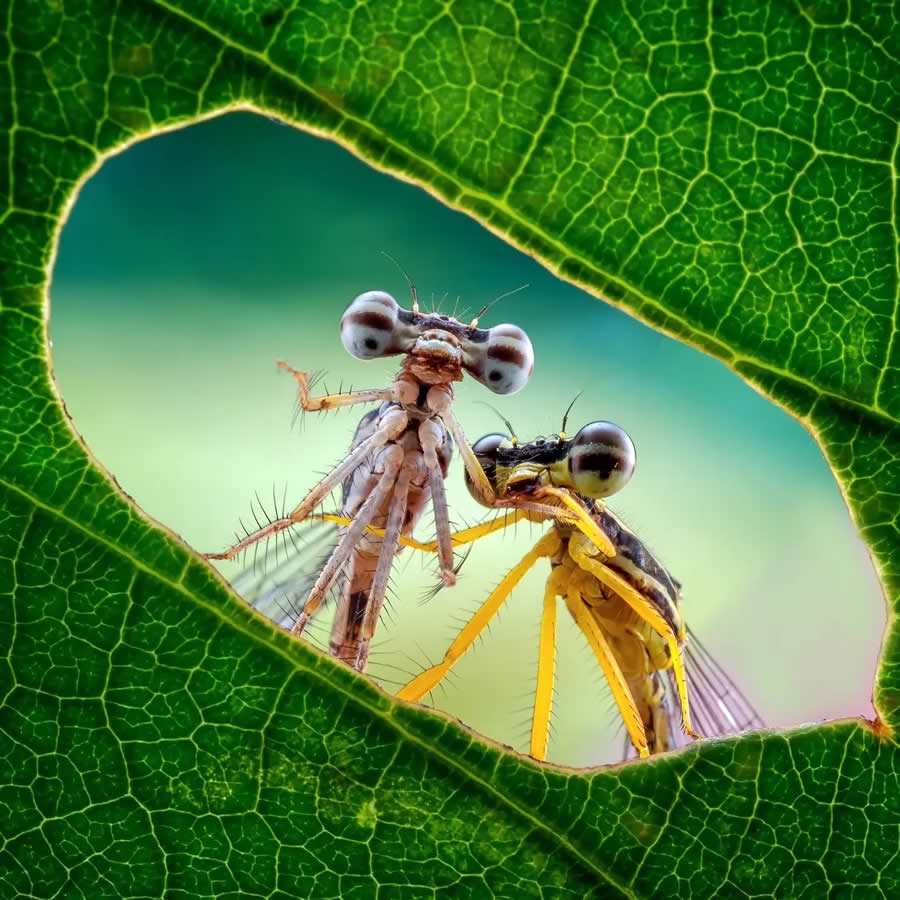 Nature Photographer Dzulfikri Captures Enchanting Animal Portraits Through Macro Close-Ups