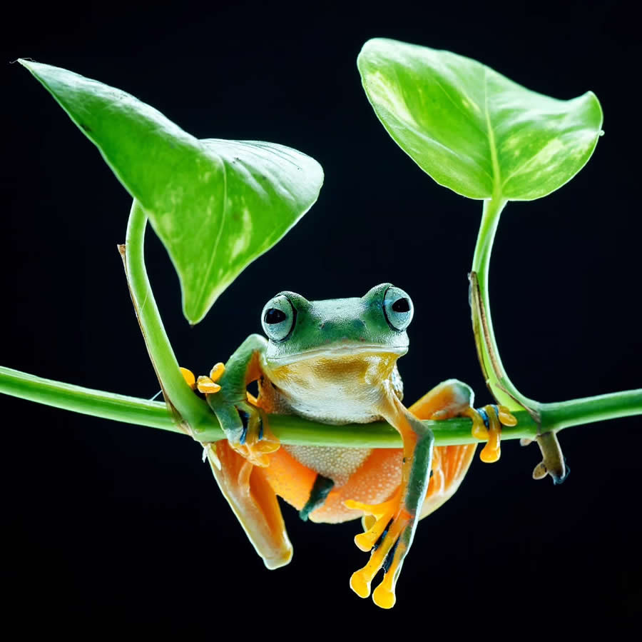 Close-Up Portraits of Animals Macro Photography by Dzulfikri