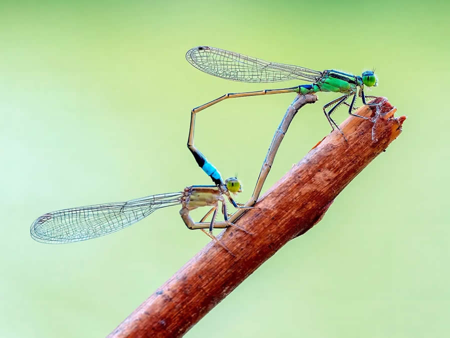 Close-Up Portraits of Animals Macro Photography by Dzulfikri