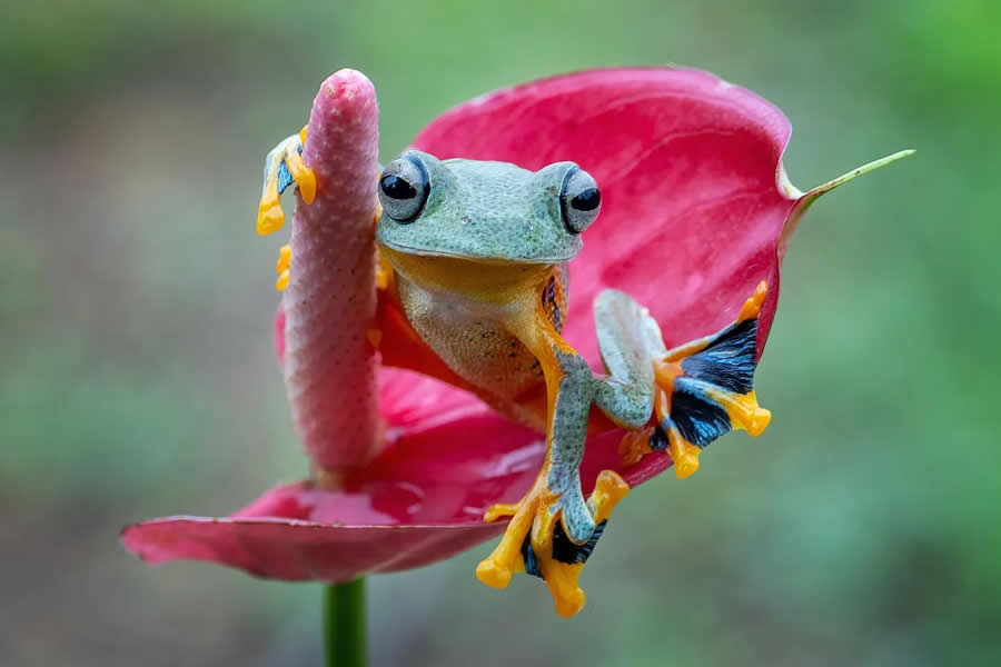 Close-Up Portraits of Animals Macro Photography by Dzulfikri