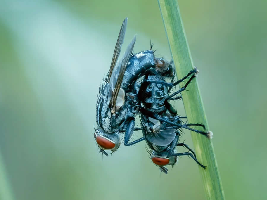 Close-Up Portraits of Animals Macro Photography by Dzulfikri