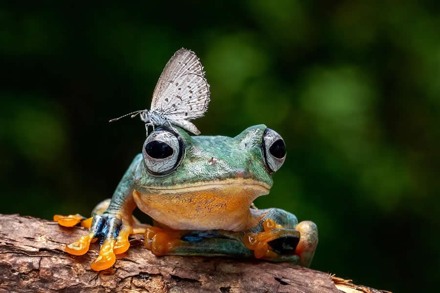 Close-Up Portraits of Animals Macro Photography by Dzulfikri