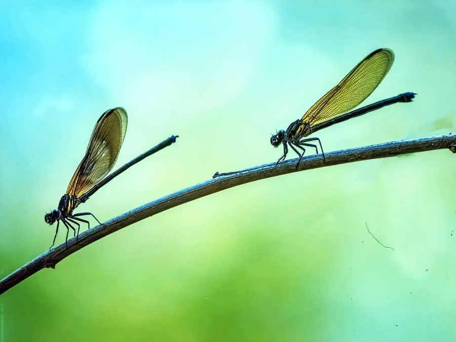 Close-Up Portraits of Animals Macro Photography by Dzulfikri