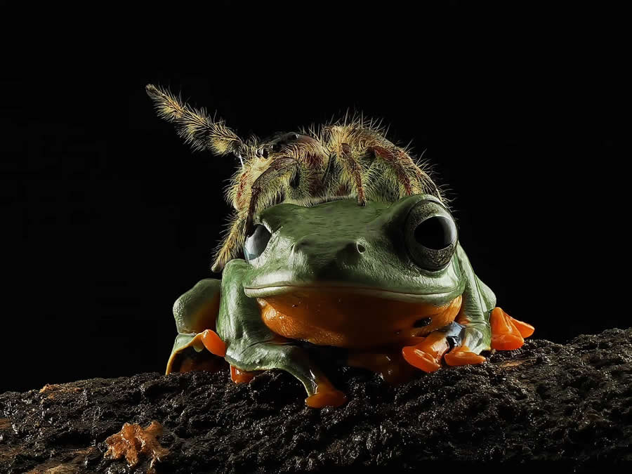 Close-Up Portraits of Animals Macro Photography by Dzulfikri
