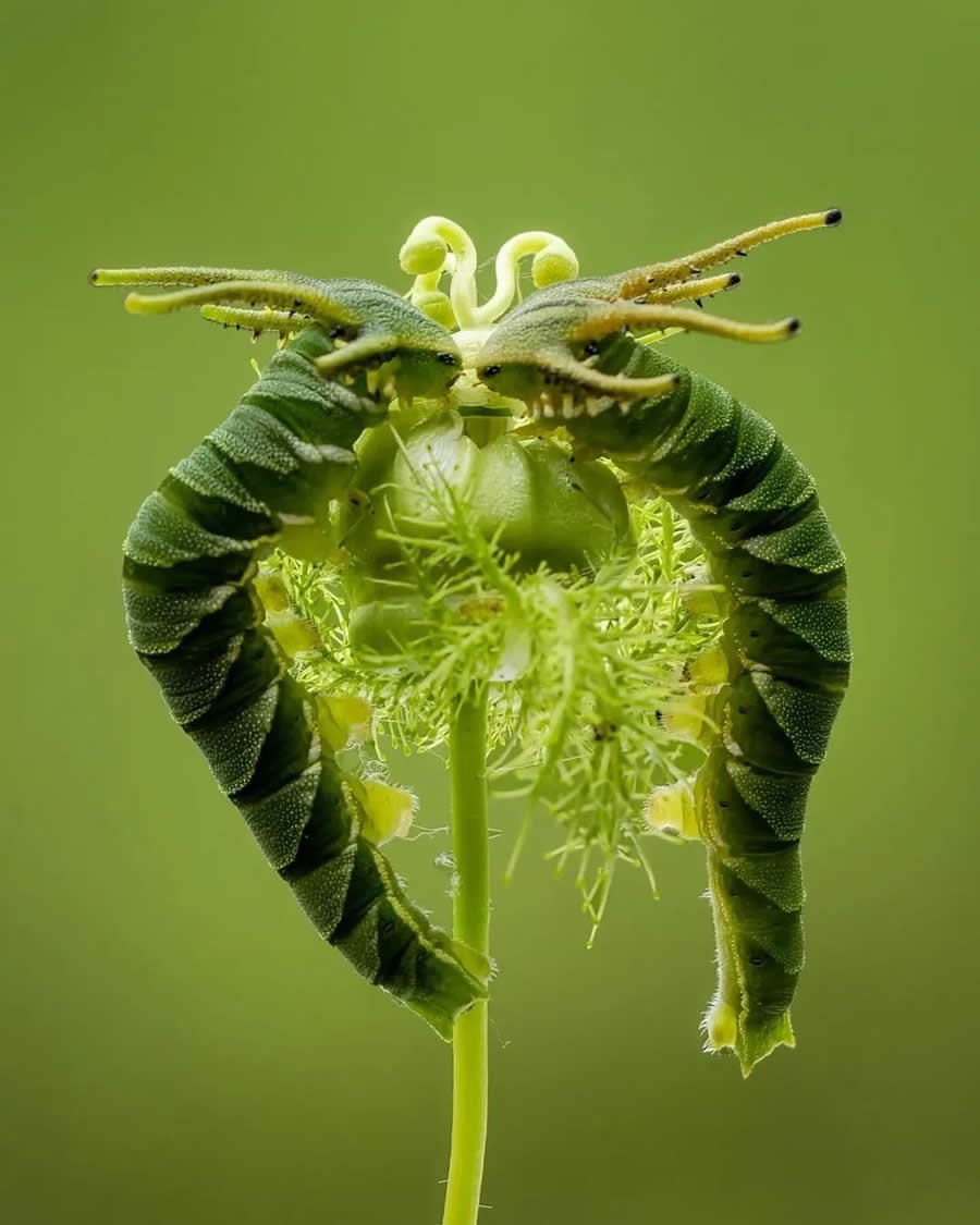 Close-Up Portraits of Animals Macro Photography by Dzulfikri