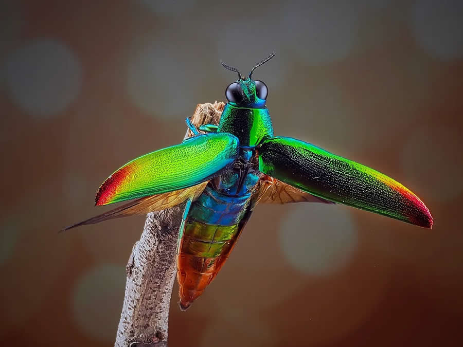 Close-Up Portraits of Animals Macro Photography by Dzulfikri