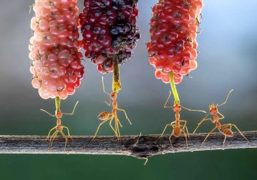 Close-Up Portraits of Animals Macro Photography by Dzulfikri