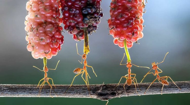 Close-Up Portraits of Animals Macro Photography by Dzulfikri