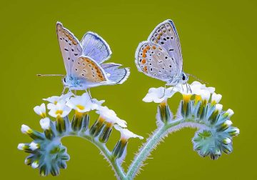 Enchanting Macro Photos of Butterflies By Soykan Said