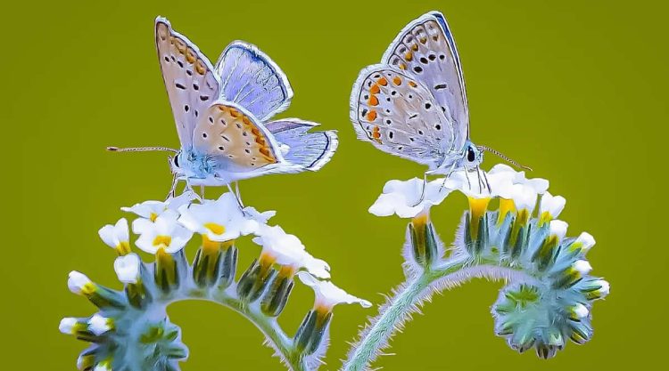 Enchanting Macro Photos of Butterflies By Soykan Said