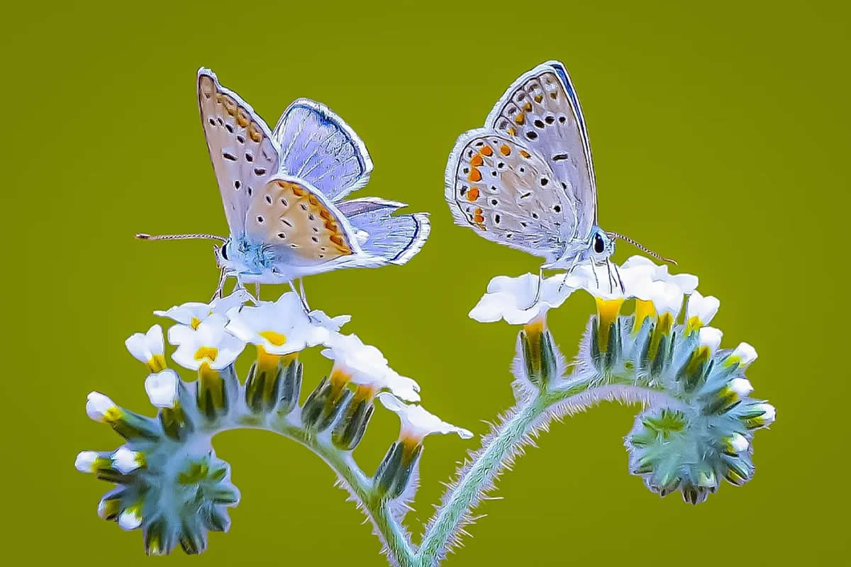 20 Enchanting Macro Photos of Butterflies That Will Mesmerize Nature Photography Lovers