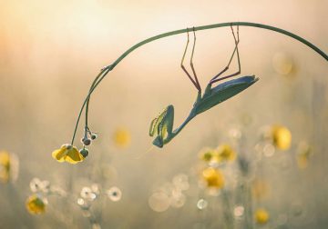 British Photography Awards In Macro
