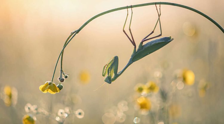 British Photography Awards In Macro