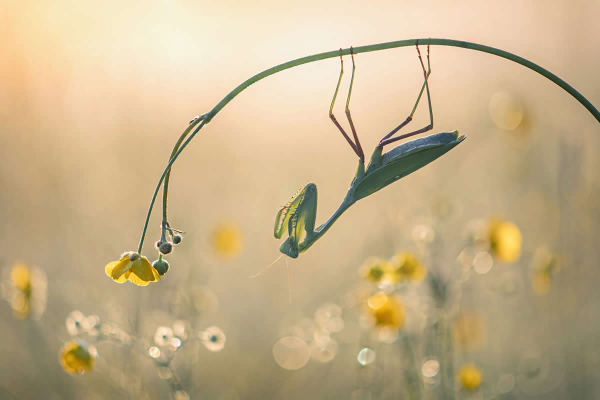 British Photography Awards In Macro