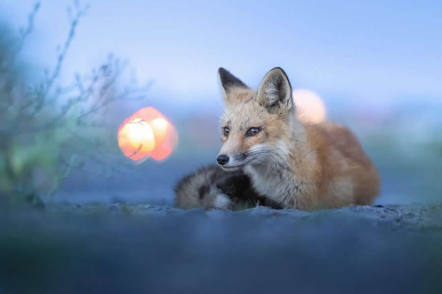 Nature and Wildlife Photography by Van Lam