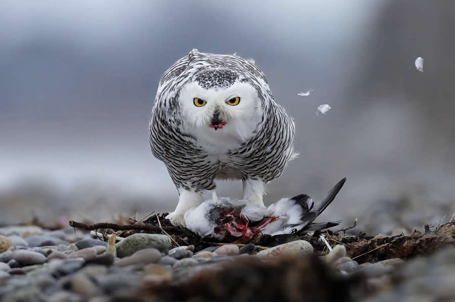 Nature and Wildlife Photography by Van Lam