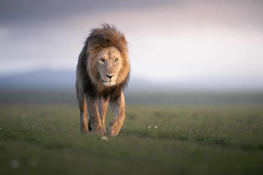 Nature and Wildlife Photography by Van Lam