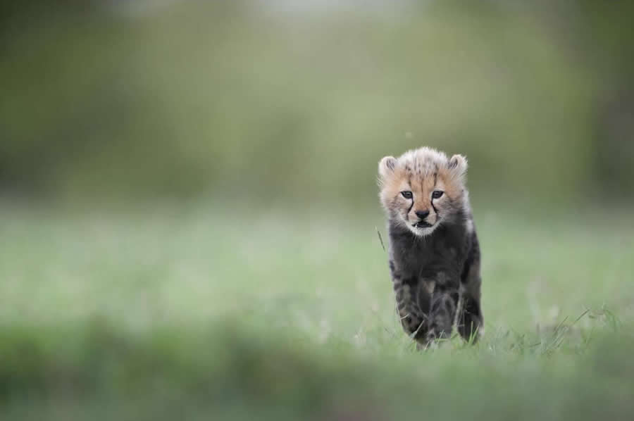 Nature and Wildlife Photography by Van Lam
