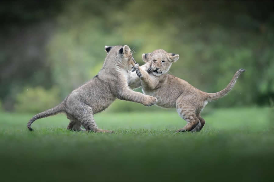 Nature and Wildlife Photography by Van Lam