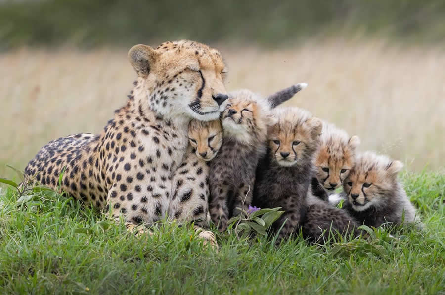 Nature and Wildlife Photography by Van Lam