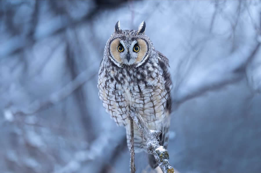 Nature and Wildlife Photography by Van Lam
