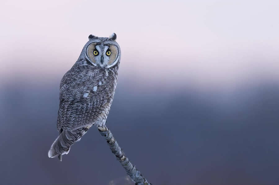 Nature and Wildlife Photography by Van Lam