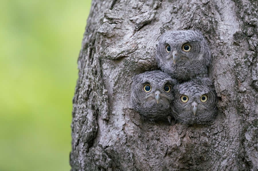 Nature and Wildlife Photography by Van Lam