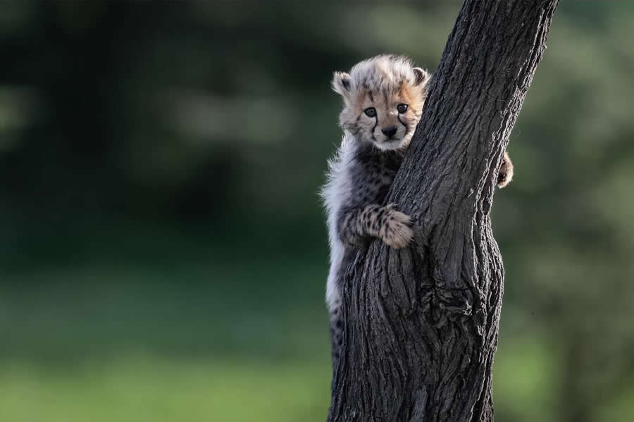 Nature and Wildlife Photography by Van Lam
