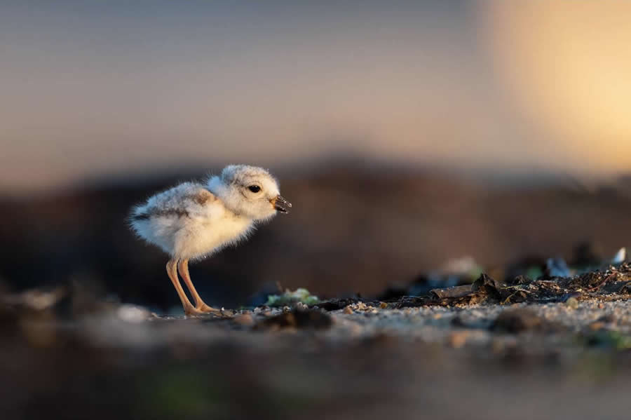 Nature and Wildlife Photography by Van Lam