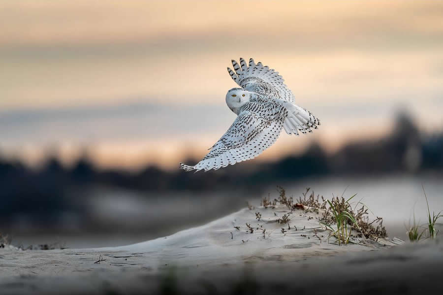 Nature and Wildlife Photography by Van Lam