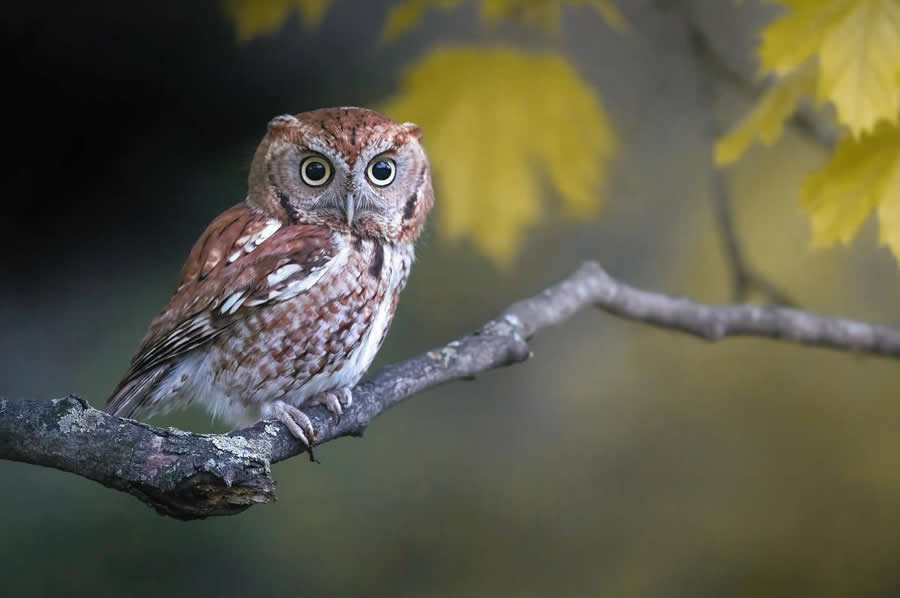 Nature and Wildlife Photography by Van Lam