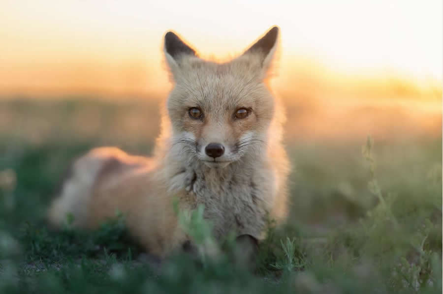 Nature and Wildlife Photography by Van Lam