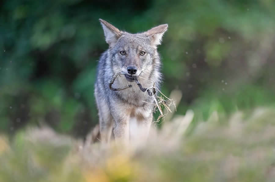 Nature and Wildlife Photography by Van Lam