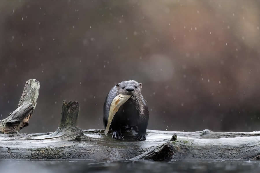 Nature and Wildlife Photography by Van Lam