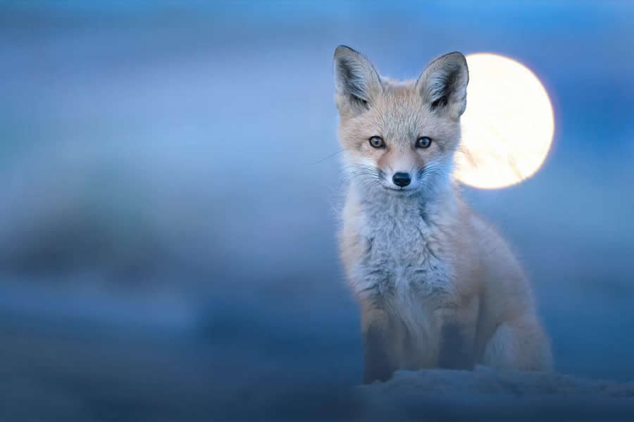 Nature and Wildlife Photography by Van Lam
