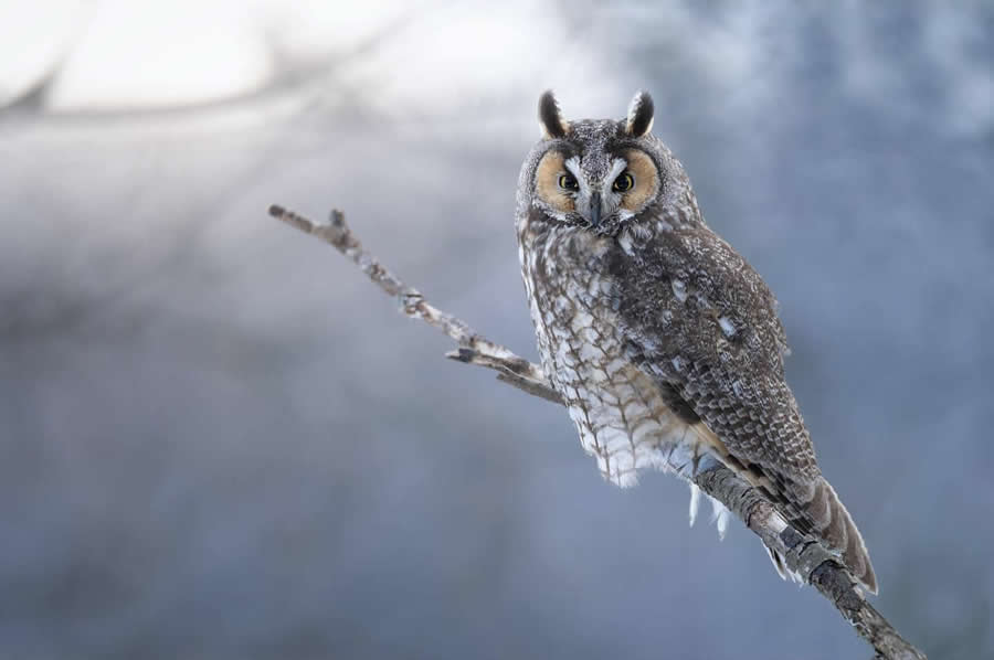 Nature and Wildlife Photography by Van Lam