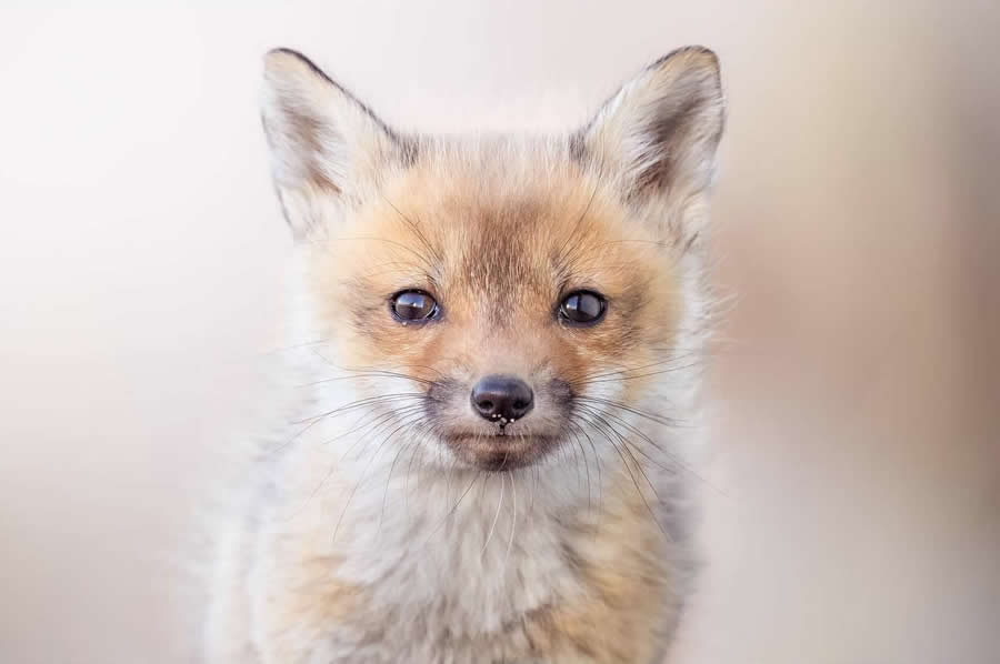 Nature and Wildlife Photography by Van Lam