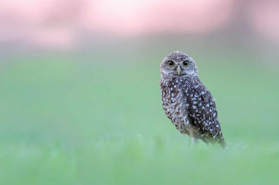 Nature and Wildlife Photography by Van Lam